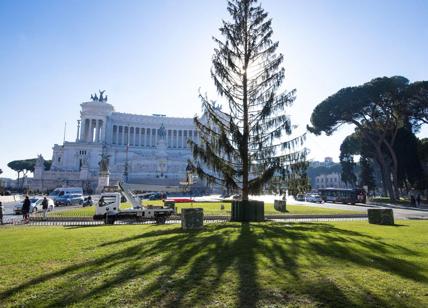 Spelacchio: l'albero di piazza Venezia l'ha “rotto” il Campidoglio