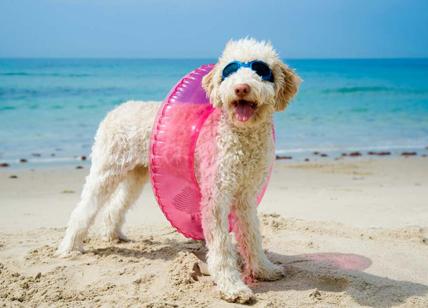 Ostia, M5S: “Arriva la prima spiaggia per cani”. Ma ce n'è già una ai cancelli
