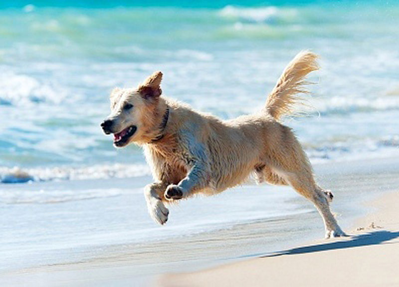 spiaggia cane 3