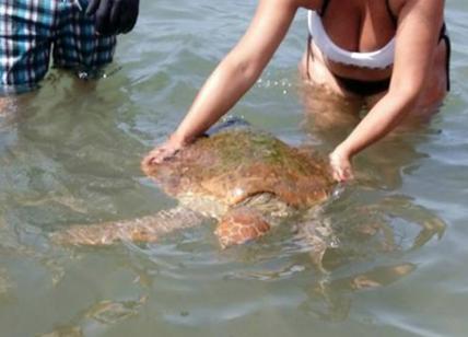 Tartaruga marina spiaggiata a Focene: la Guardia Costiera la rimette in mare
