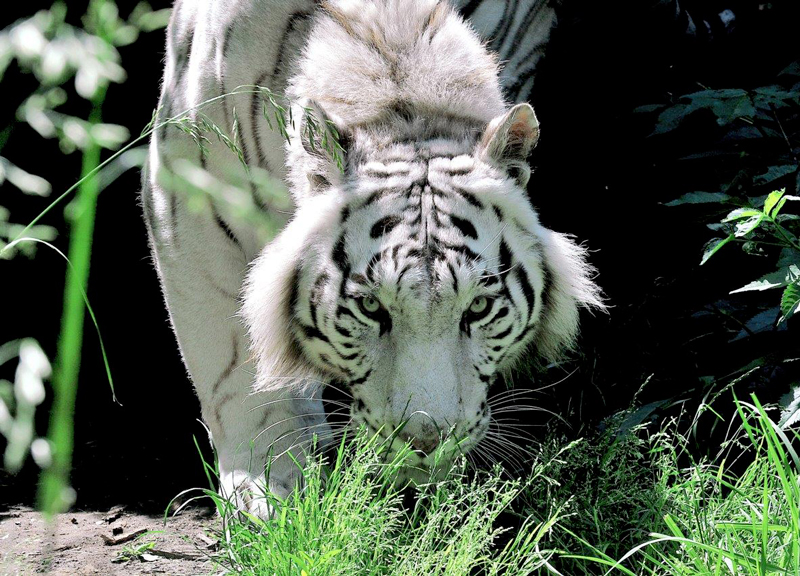 tigre bianca bioparco 2