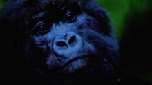 Chloé Cipolletta: salvare i gorilla con il turismo consapevole