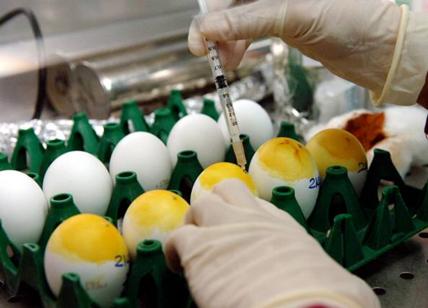 Fipronil, migliaia di uova contaminate a Viterbo: maxi-sequestro e 5 denunce