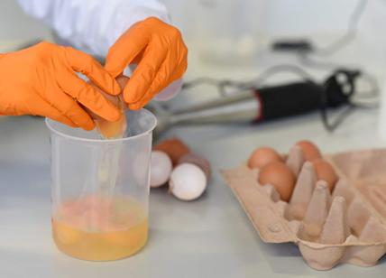 Uova contaminate da Fipronil, risultati analisi: 3 su 10. UOVA CONTAMINATE, BLOCCO