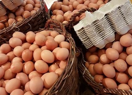 Kraft-Heinz si impegna per dire basta alle uova da allevamento in gabbia