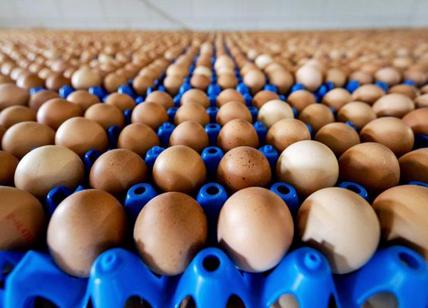 Nas: controlli su filiera uova, irregolarità in un caso su 5