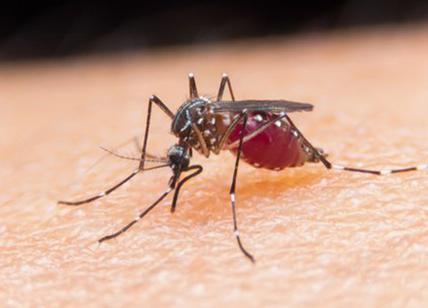 Chikungunya, stop alle donazioni di sangue per 1 milione 200 mila romani
