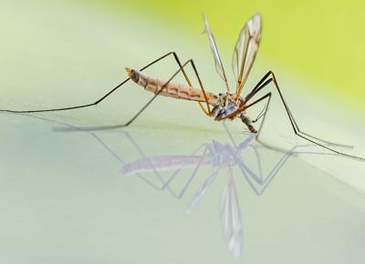 zanzara virus west nile