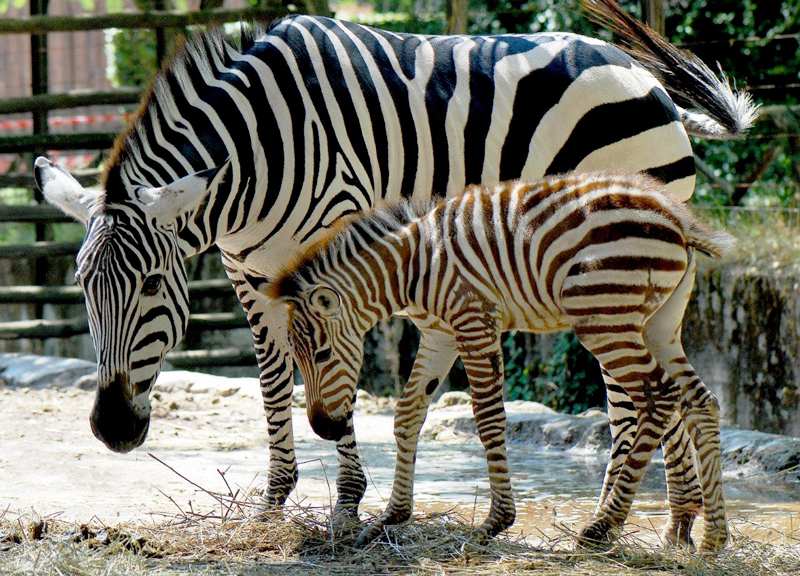 zebra bioparco