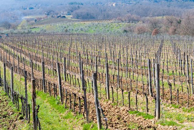 Il Borro presenta la nuova annata 2016 ad Anteprime di Toscana 2018. Il Borro presenta la nuova annata 2016 ad Anteprime di Toscana 2018.