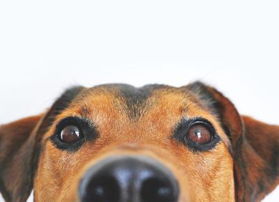 cane