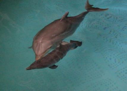 Nasce cucciolo di delfino: è festa a Zoomarine. Le immagini del parto