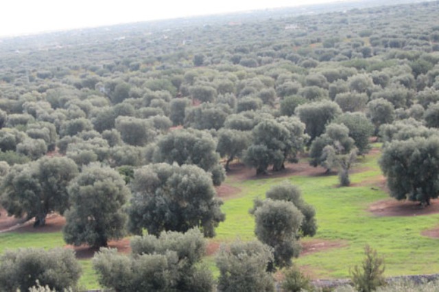 Piana degli ulivi
