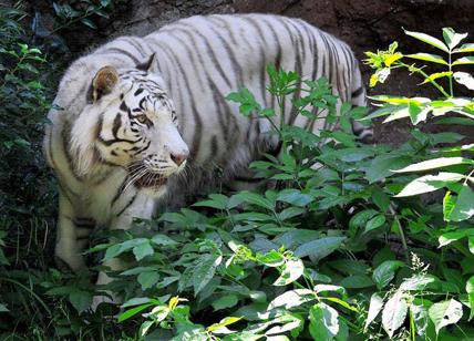 Faccia a faccia con le tigri di Sumatra. Il Bioparco celebra il re dei felini