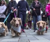 Vestiti "da cani", a Hong Kong la sfilata dei cani bassotto