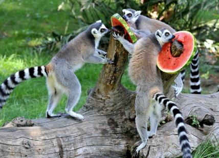 Ferragosto al Bioparco: Cocomero Party per elefanti, orsi, lemuri e ippopotami