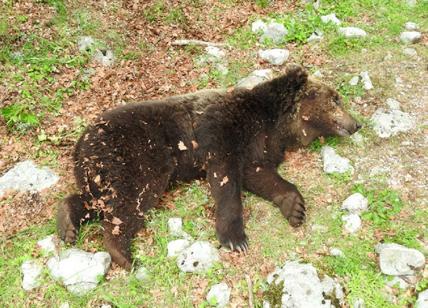 Orso marsicano muore nel Parco Nazionale dopo un combattimento con altri orsi