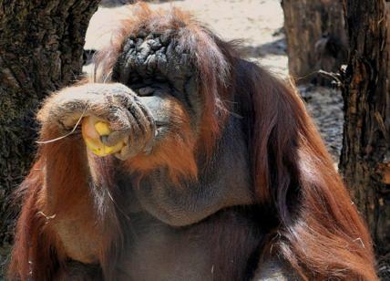 Bioparco, Giornata Mondiale dell'orango: Roma celebra la scimmia antropomorfa