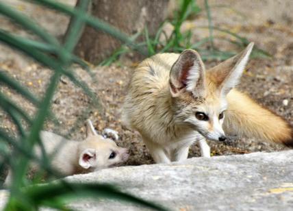 Al Bioparco di Roma sono nati quattro fennec, le volpi dalle grandi orecchie