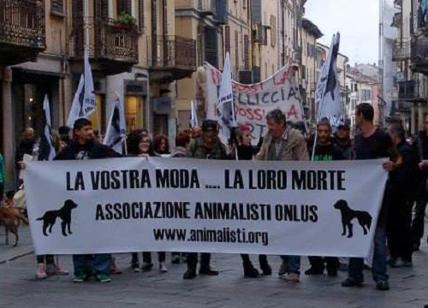 Animalisti Onlus per la lista Cirillo Mosso: "Ecco cosa ci ha convinto"