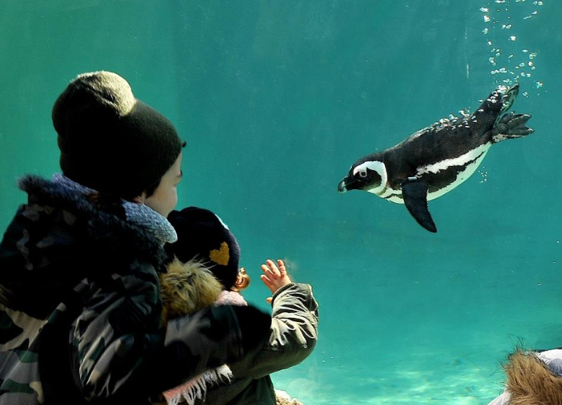 Bioparco pinguini