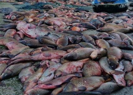 Pesca di frodo, banda romeni condannata. Ma l’ecocidio continua: -30% pesci