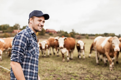 c4c man cattle