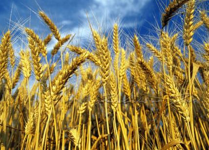 Parma, false farine bio: sequestrate 65 tonnellate di farina di grano e mais