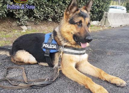 Roma, da trovatello a cane poliziotto, Ares neoassunto contro il terrorismo