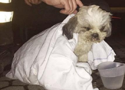 Crollo palazzina a Rescaldina: dopo una settimana trovato un cane ancora vivo