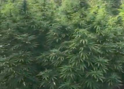 Passione marijuana: in giardino la piantagione, in casa la serra. Presa coppia