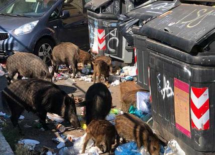 Invasione di cinghiali, a pulire Roma dai rifiuti ci pensano loro. La beffa