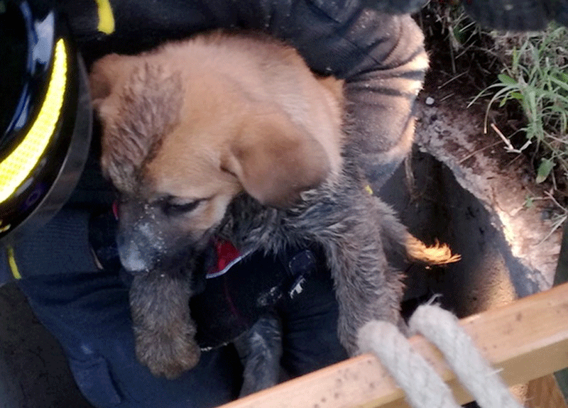 Cucciolo di cane cade in un pozzo: salvato dai vigili del fuoco