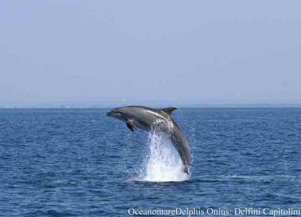 Fiumicino, cuccioli di delfino lungo la costa: ma l'acqua resta inquinata