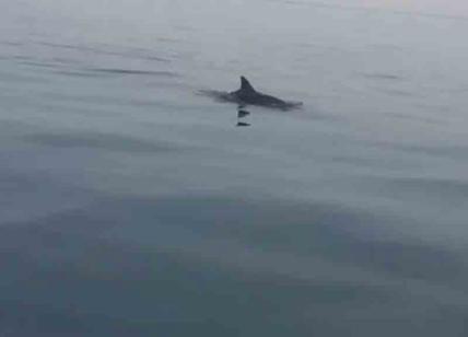 Fiumicino, nuovo avvistamento di delfini vicino alla costa. Le immagini