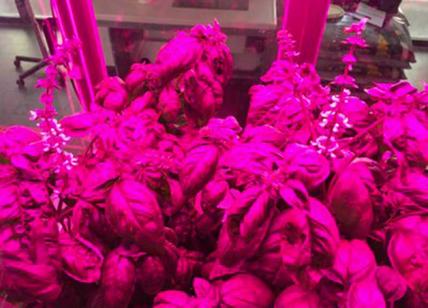 Patate spaziali: coltivare pomodori extraterrestri. Rivoluzione in agricoltura