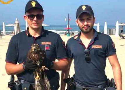 Fiumicino, falco ferito salvato dalla Polizia sulla spiaggia di Maccarese