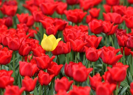 La fioritura di tulipani colorati nella contea di Norfolk