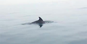 Fiumicino delfini video