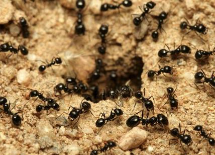Salento, formiche e... dintorni, con sorpresa finale