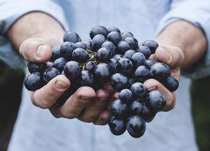 L’uva è calorica e fa ingrassare? Ecco la verità. UVA CALORIE E PROPRIETA’