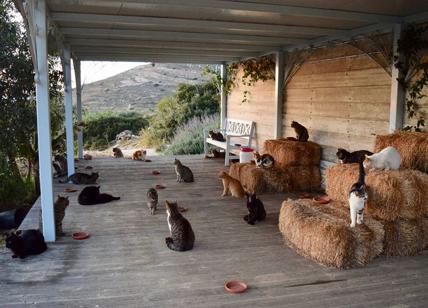 Gatti, cercasi "accarezzatore" di 55 gatti su isola greca: lavoro pagato