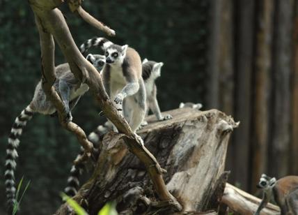 Zebre, lemuri e una colonna vertebrale di giraffa: il Bioparco celebra Darwin