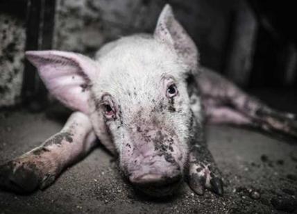 Allevamento horror, mucche e maiali lasciati morire di fame nelle stalle