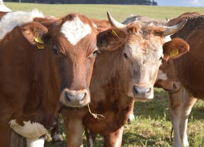 Mucca Simmental ape