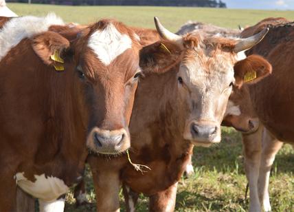 Nasce il primo hamburger di Simmental: l'idea è di un imprenditore napoletano