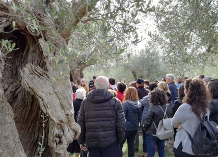 'Camminata tra gli Olivi' per valorizzare il paesaggio dell'olio in Puglia