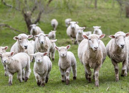 Pecore-tosaerba al via: 50mila ovini pronti ad invadere le periferie di Roma