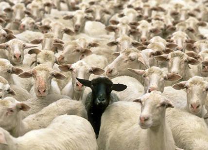 Roma, Raggi “affitta” le pecore della Coldiretti. L'idea M5S ora è realtà