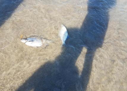 Fiumicino, strage di pesci sul lungomare. Montino accusa: "Vengono dal Tevere"